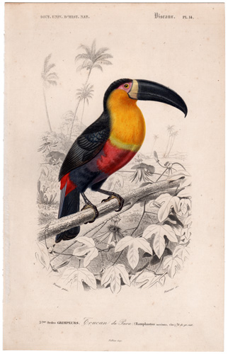 Toucan